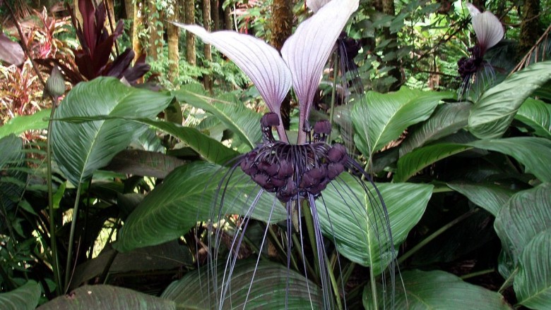 Cây Râu hùm lớn. Tacca vietnamensis Thin et Hoat; - Cây Thuốc Nam Quanh Ta